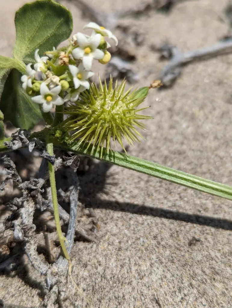 Vaseyanthus Brandegeei