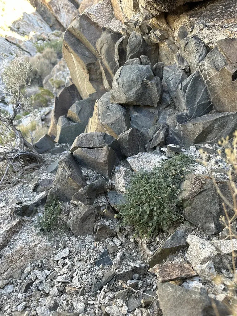 Snowline Springparsley