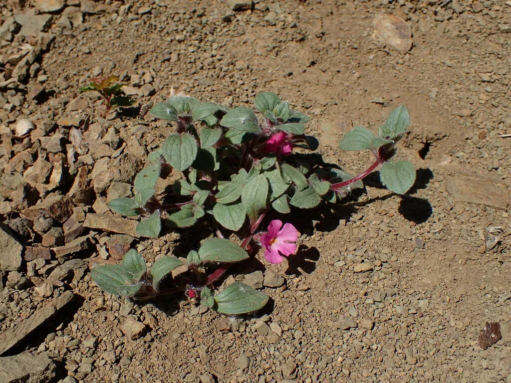 Johnston's Monkeyflower