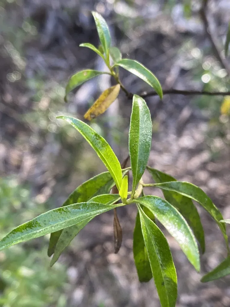 Olearia Fulgens