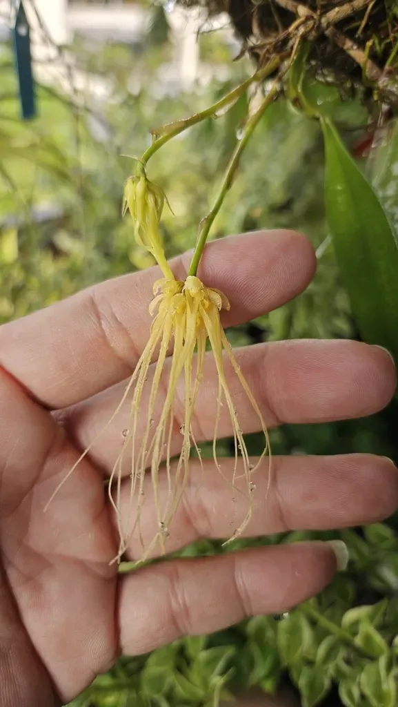 Bulbophyllum Vaginatum