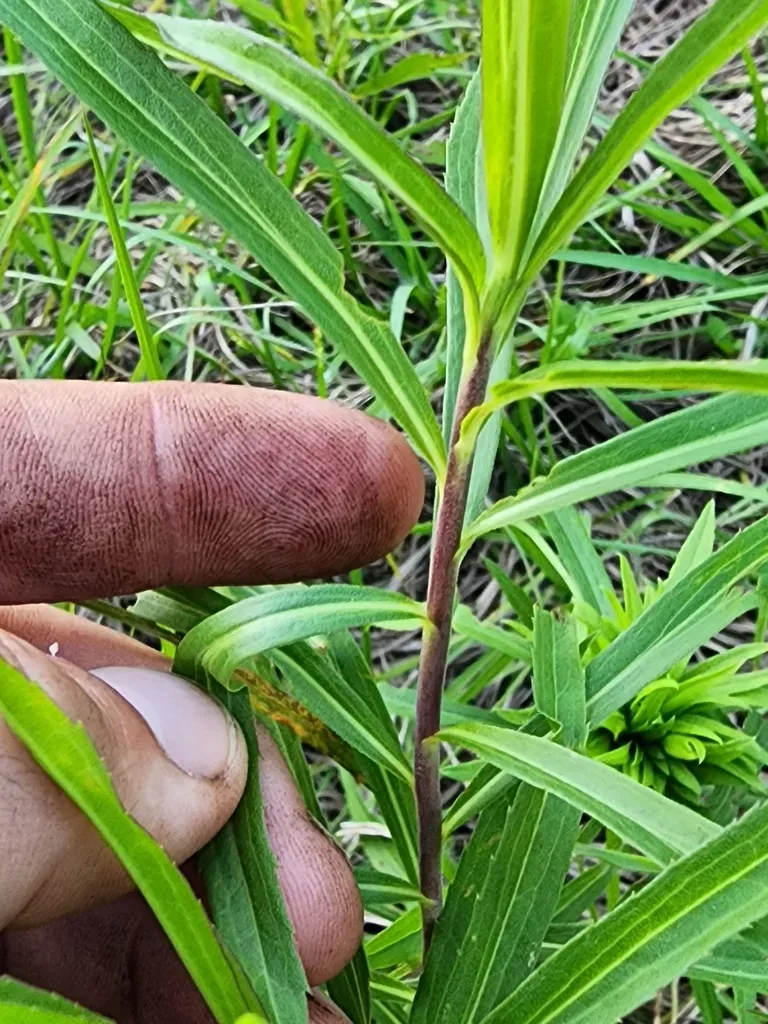 Leavenworth's Goldenrod