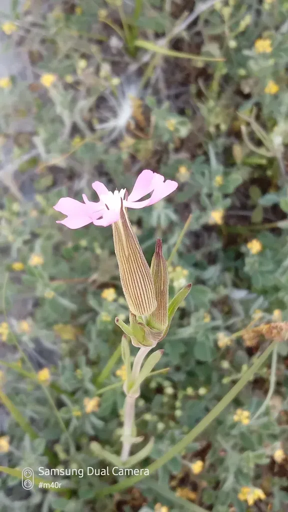 Large Sand Catchfly