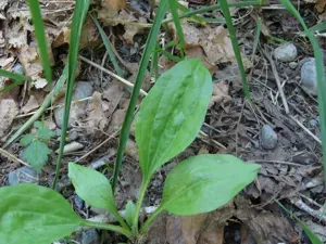 Broadleaf Plantain