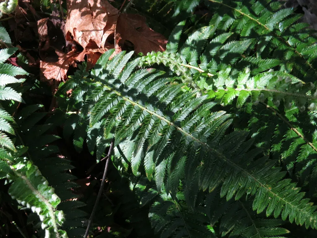 California Shield Fern