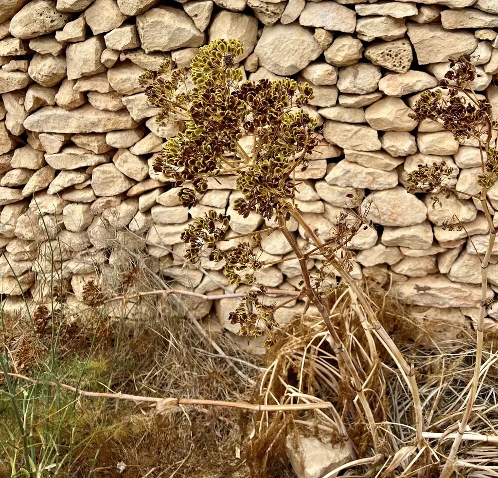Maltese Giant Fennel