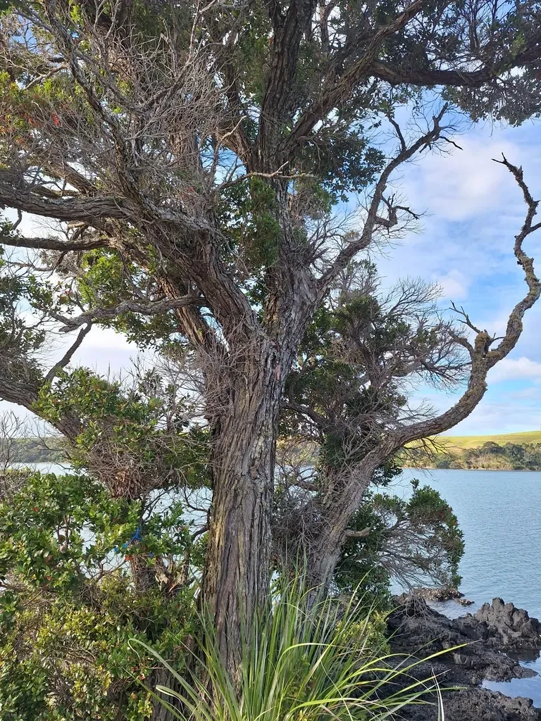 Pōhutukawa / Northern Rātā Hybrid
