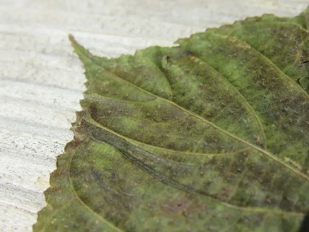 Scepocarpus Hypselodendron