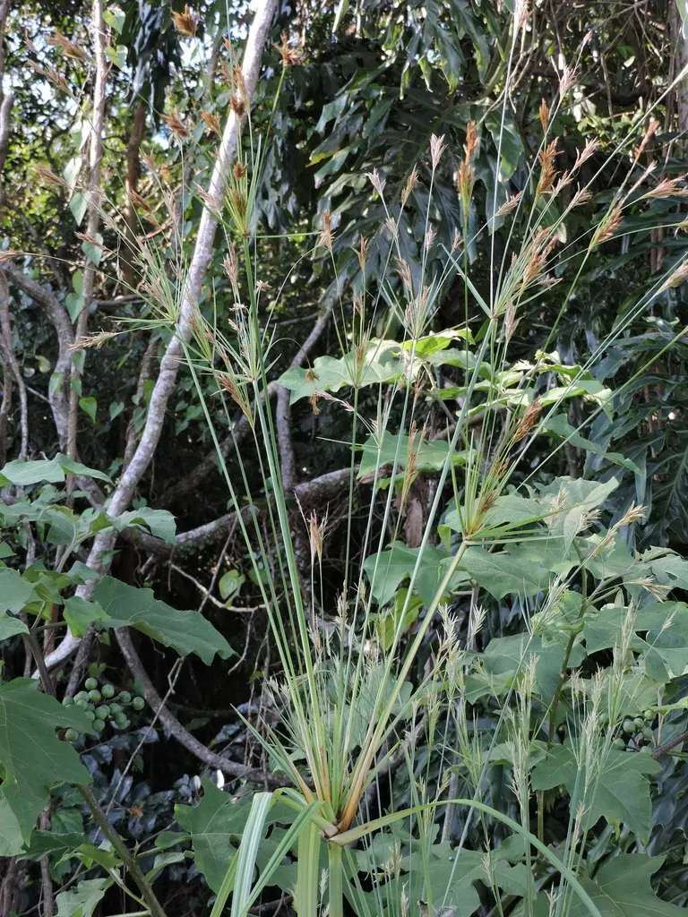 Cyperus Prolixus