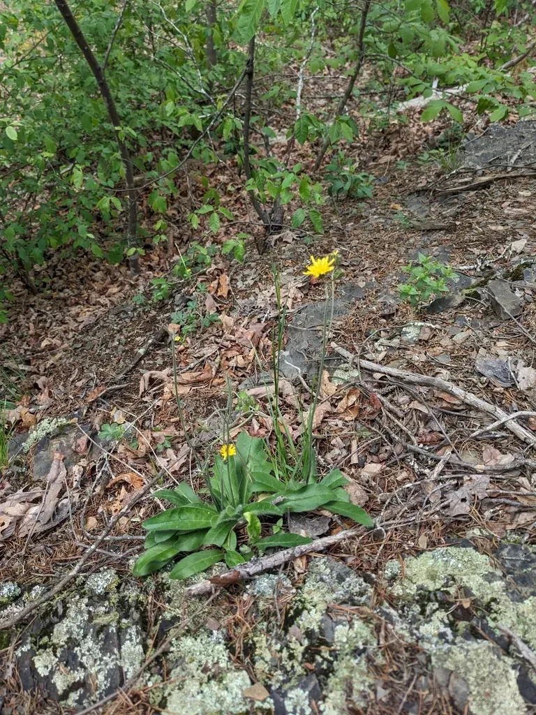 Maryland Hawkweed