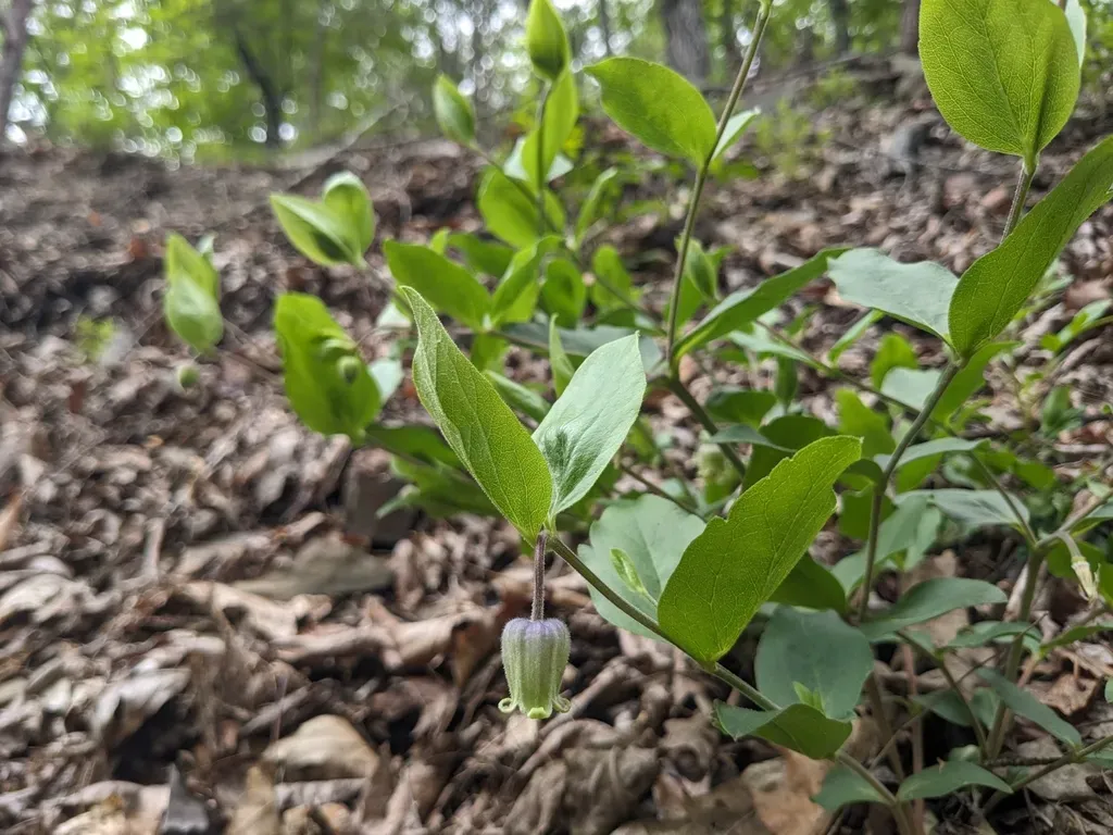 Millboro Leather Flower