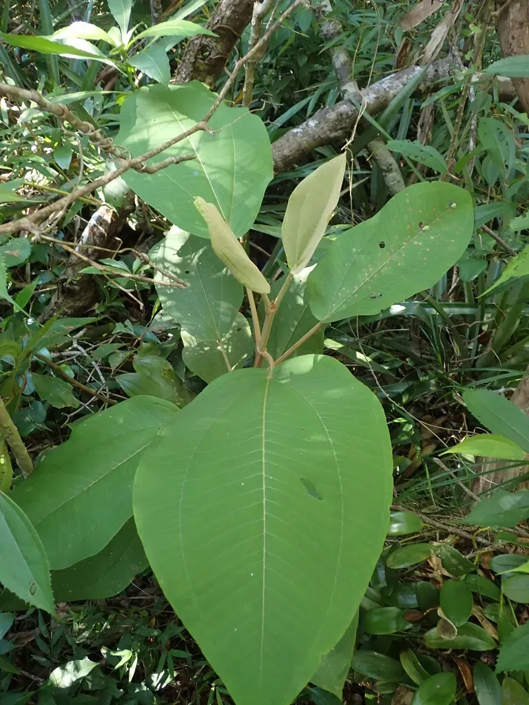 Miconia Formosa