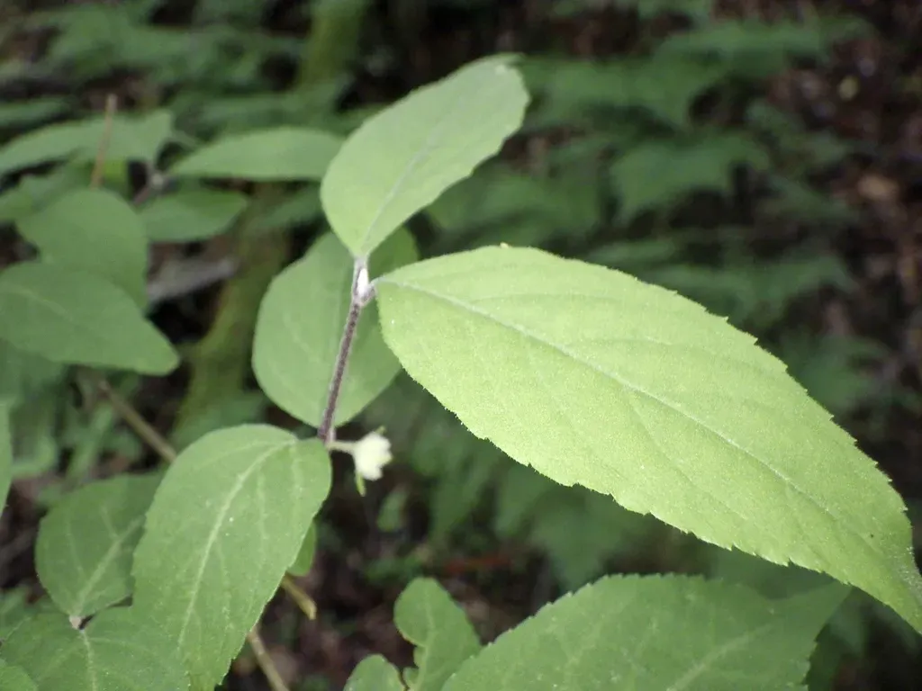 Japanese Beautyberry