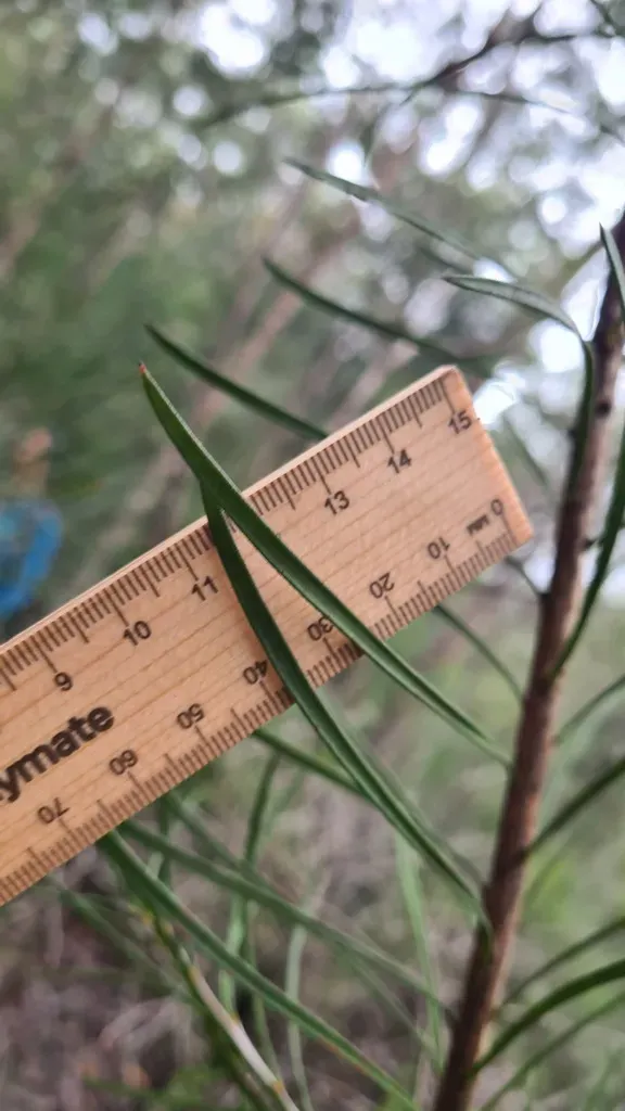 Narrow-leaved Bottlebrush
