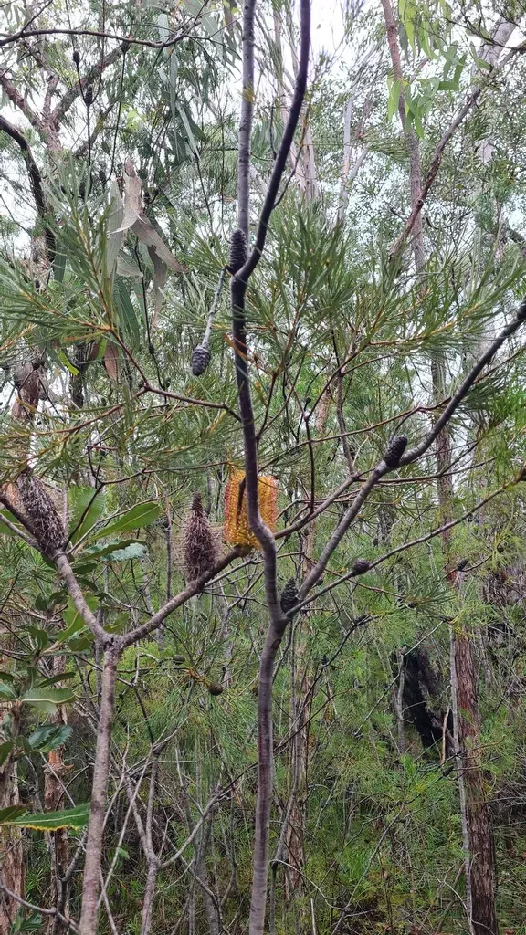 Hairpin Banksia