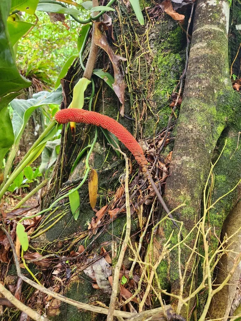Anthurium Upalaense