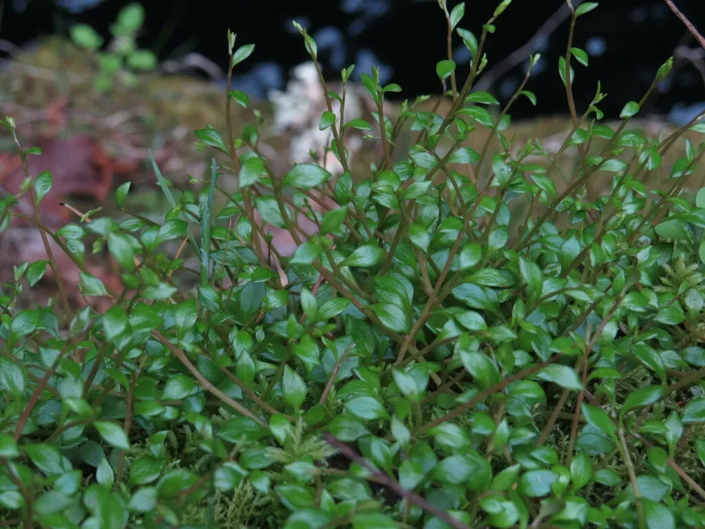 Little-leaf Miner's Lettuce
