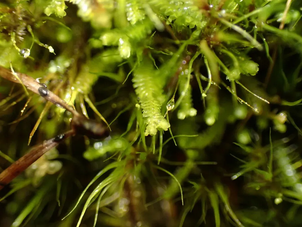 Bazzania Liverwort