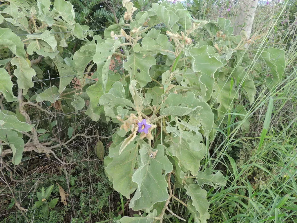 Solanum Falciforme