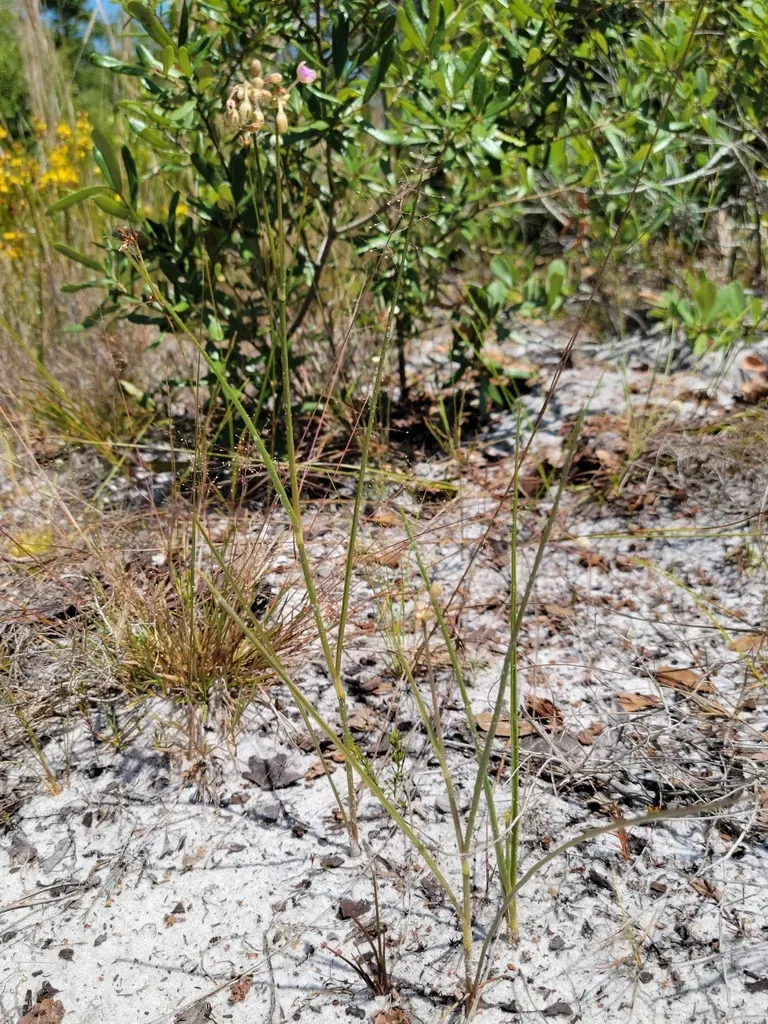 Florida Scrub Roseling
