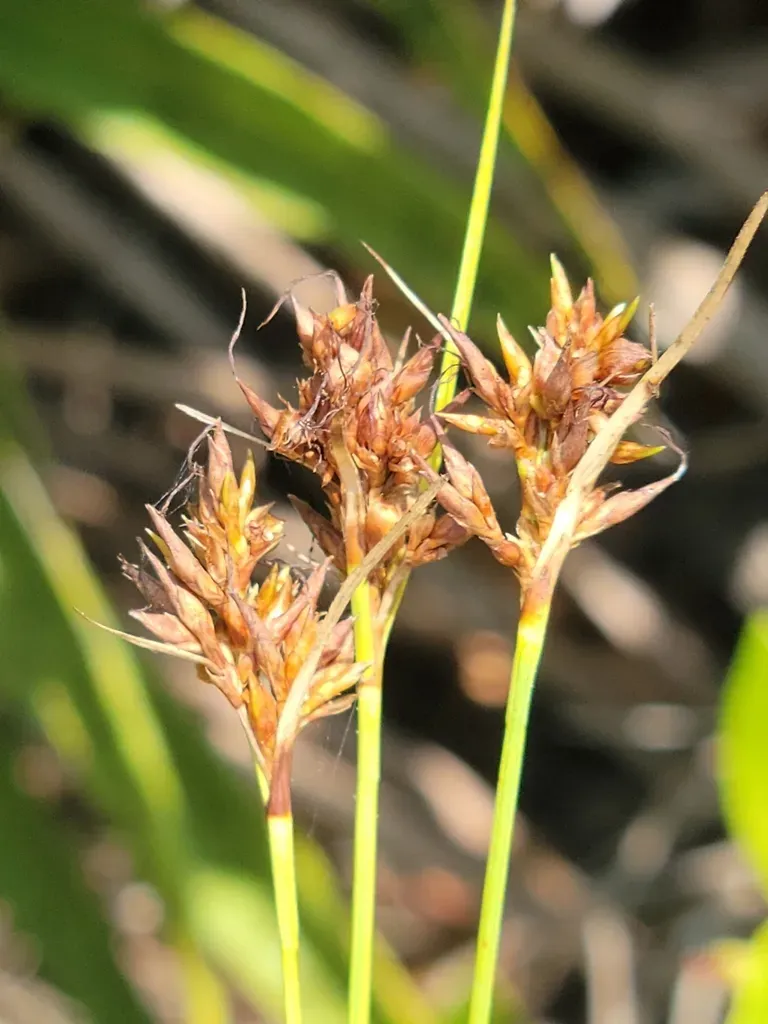 Pine Barren Beaksedge