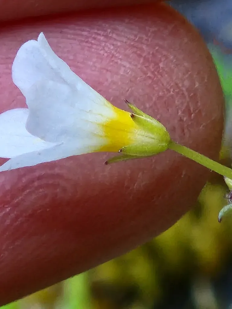 California Mistmaiden
