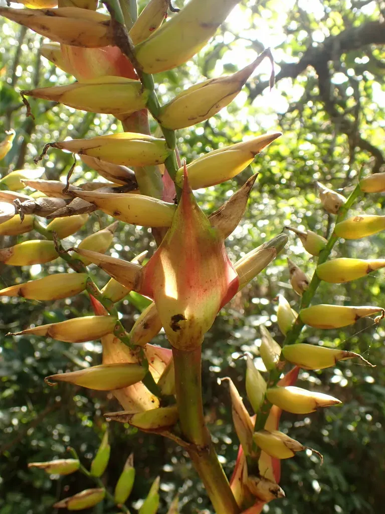 Vriesea
