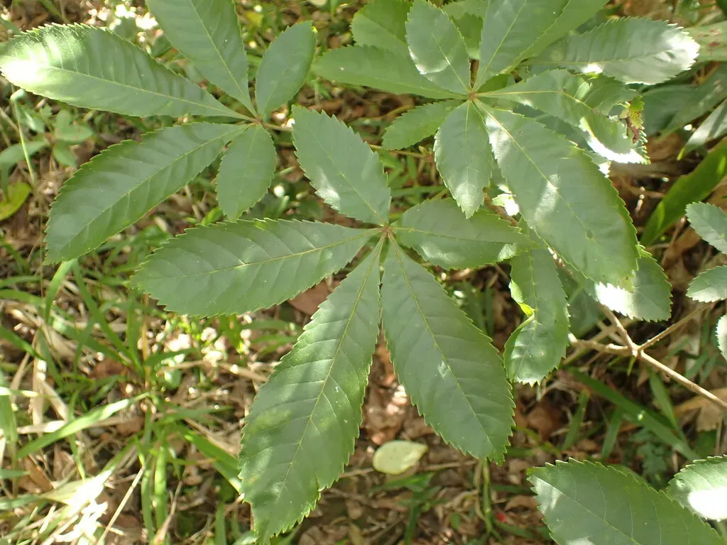 Lamanonia Ternata