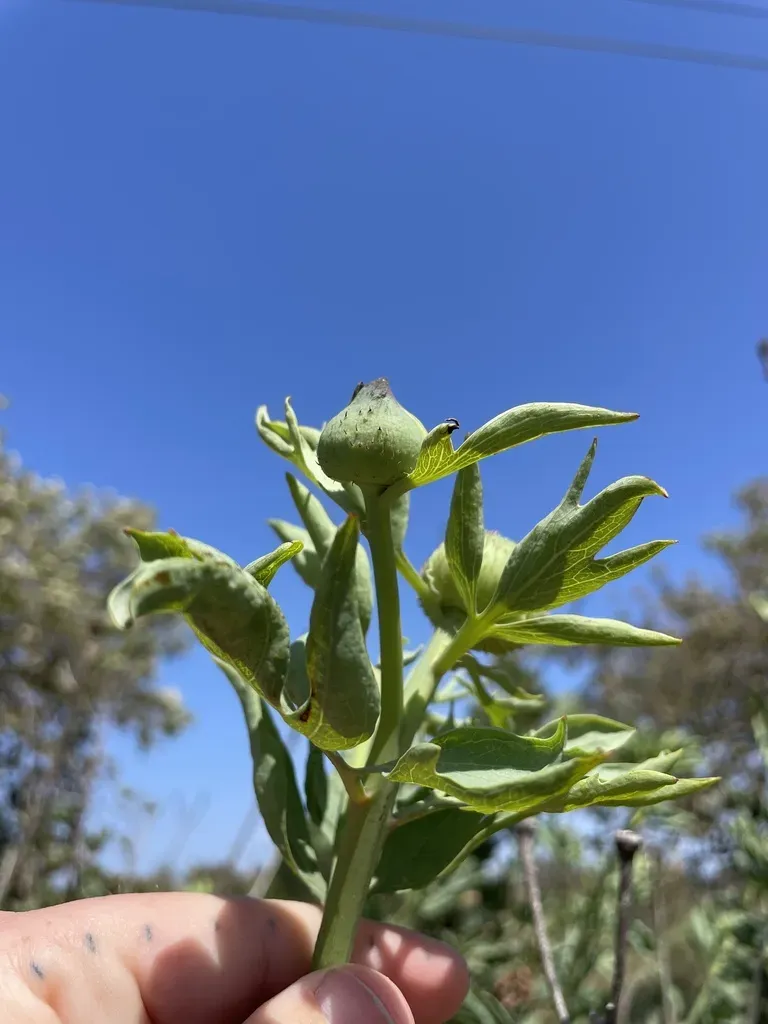 Romneya Coulteri × Trichocalyx