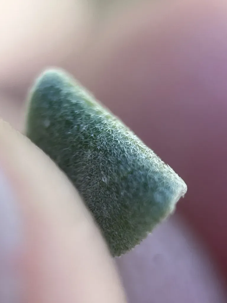 White Mountain Bladderpod