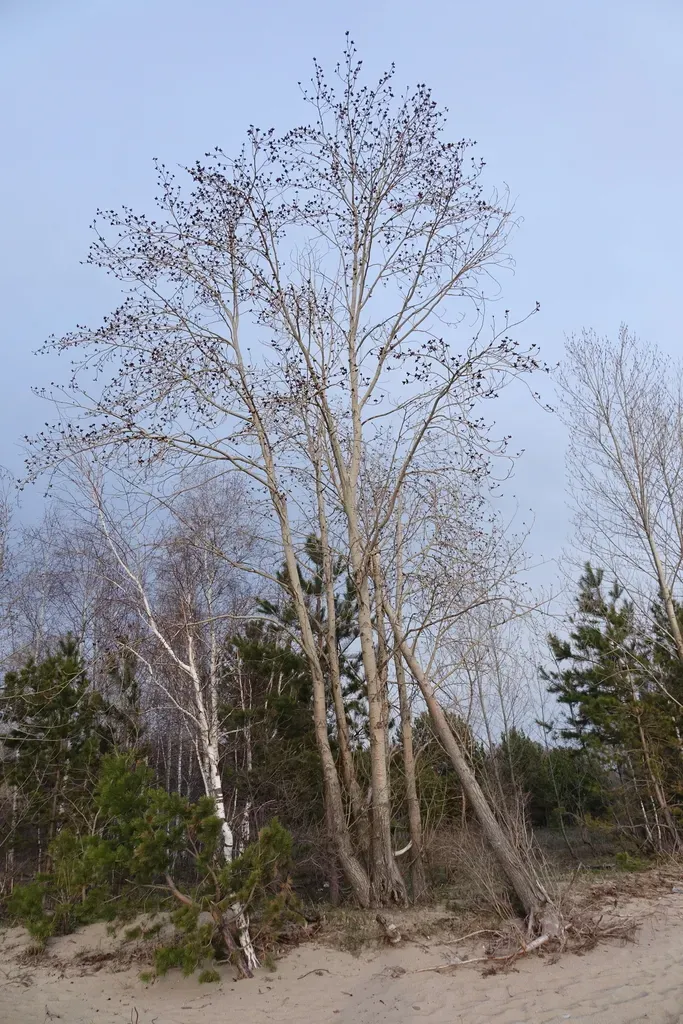 Populus × Sibirica