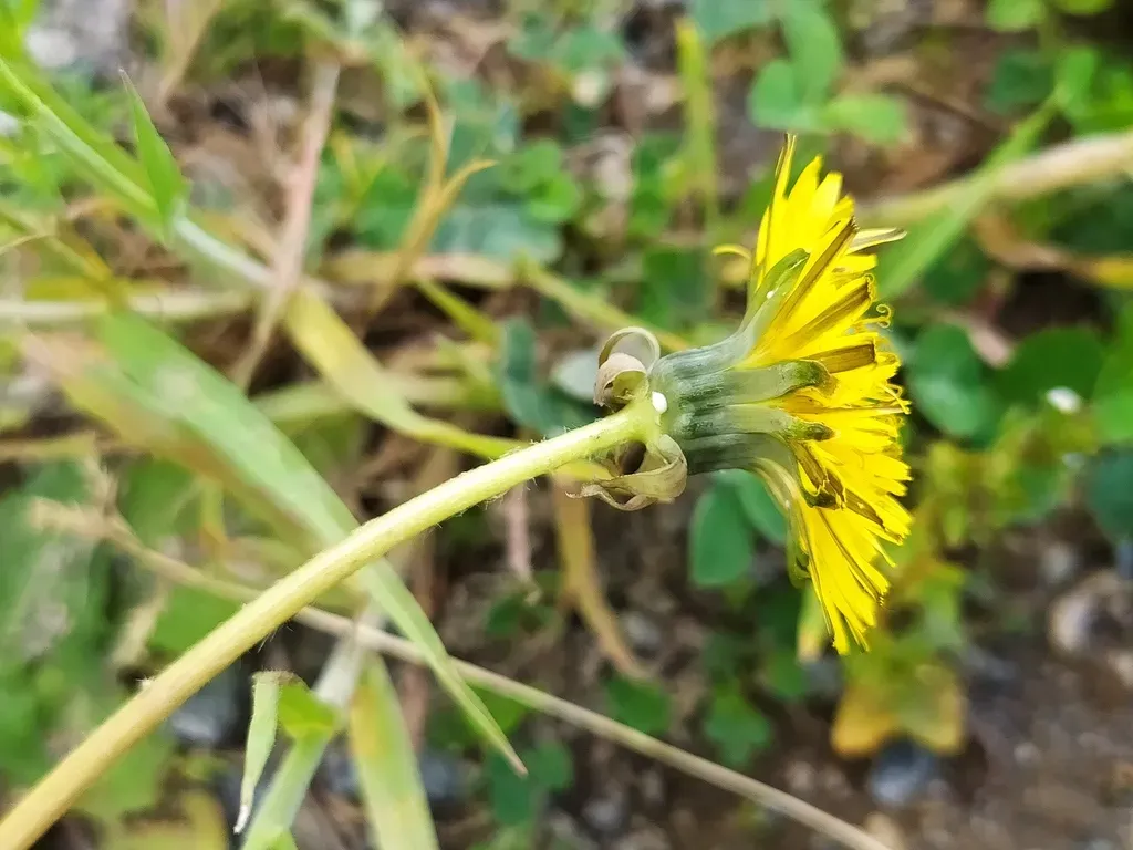 Umber-fruited Dandelion