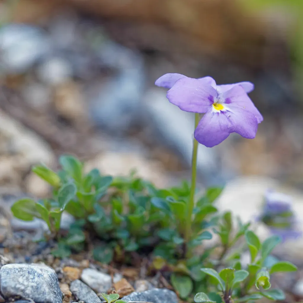Mount Cenis Violet