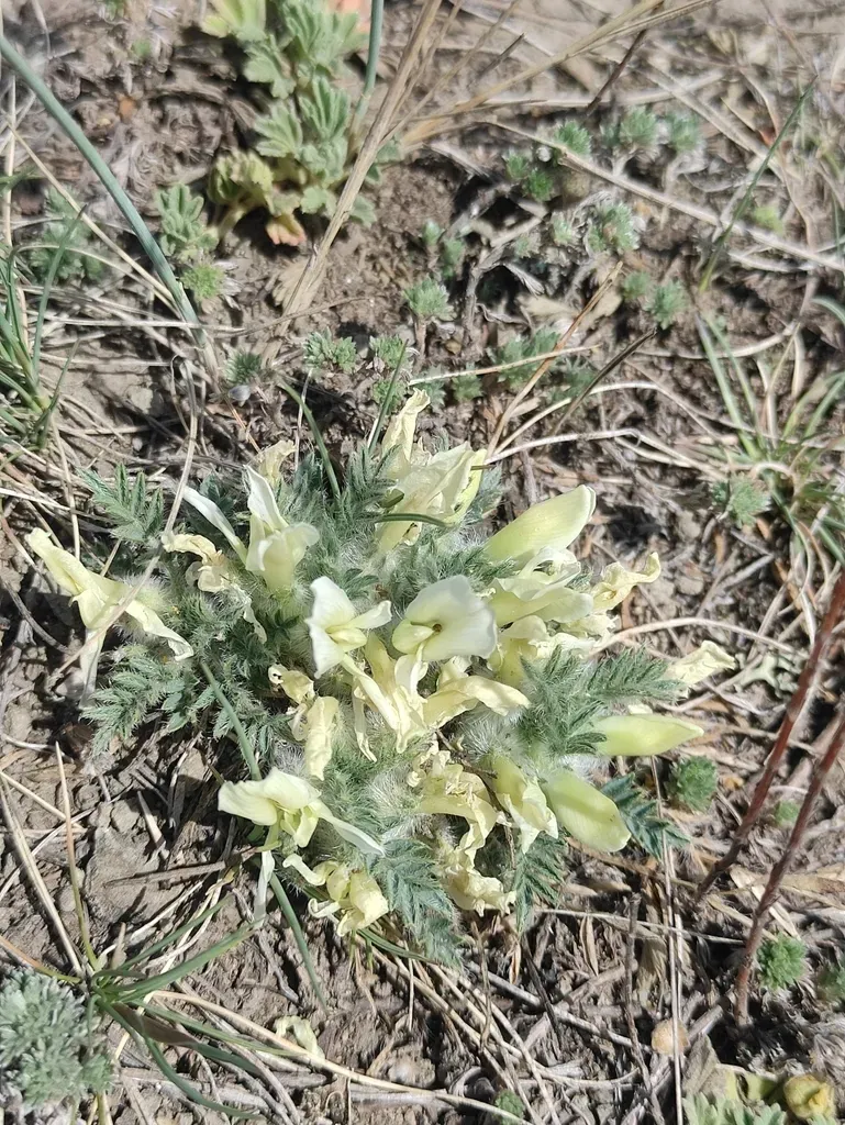 Oxytropis Includens