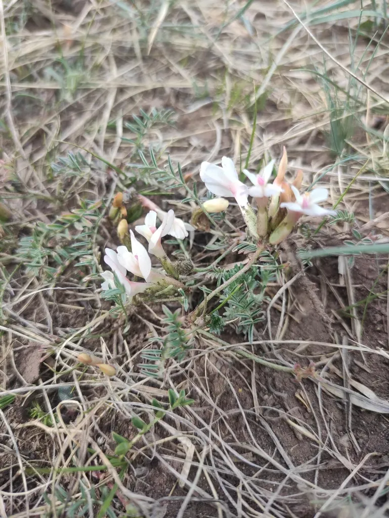 Astragalus Ionae