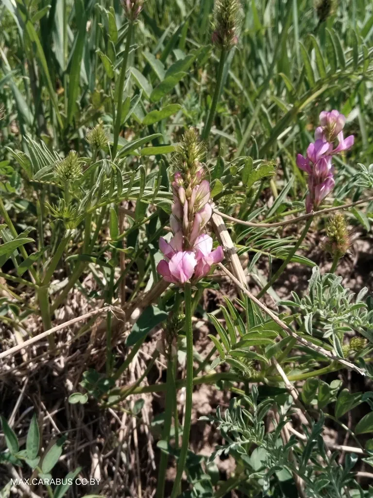 Hedysarum Songoricum