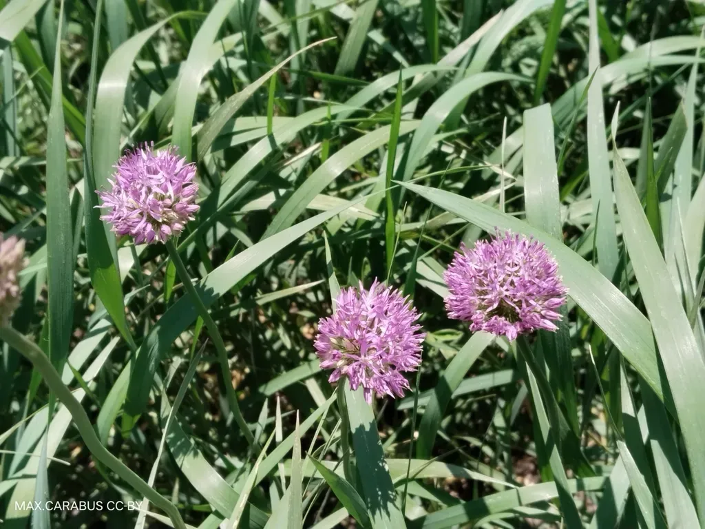 Allium Fetisowii