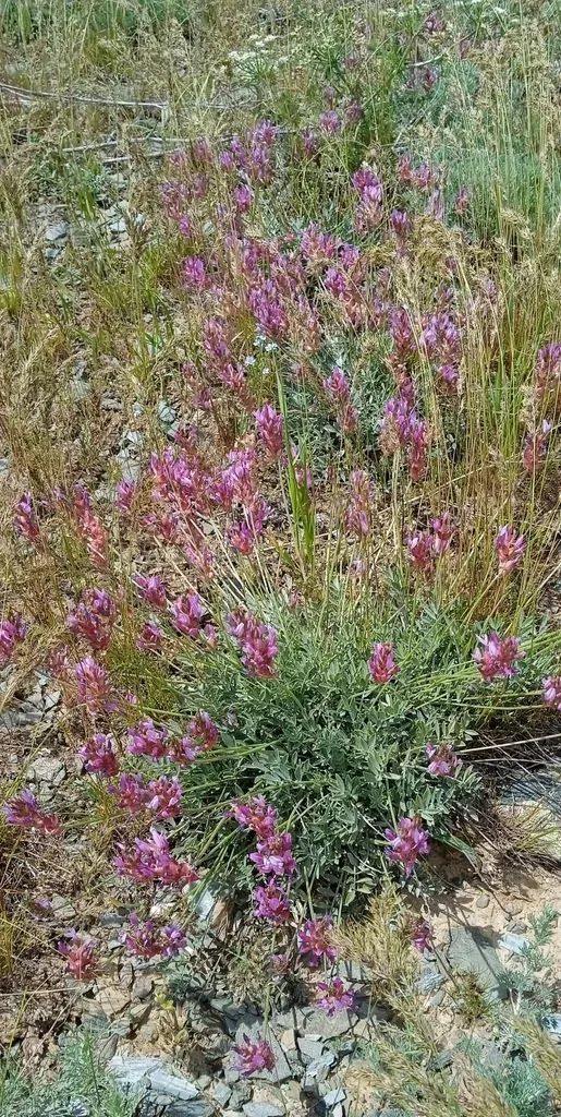 Astragalus Schrenkianus