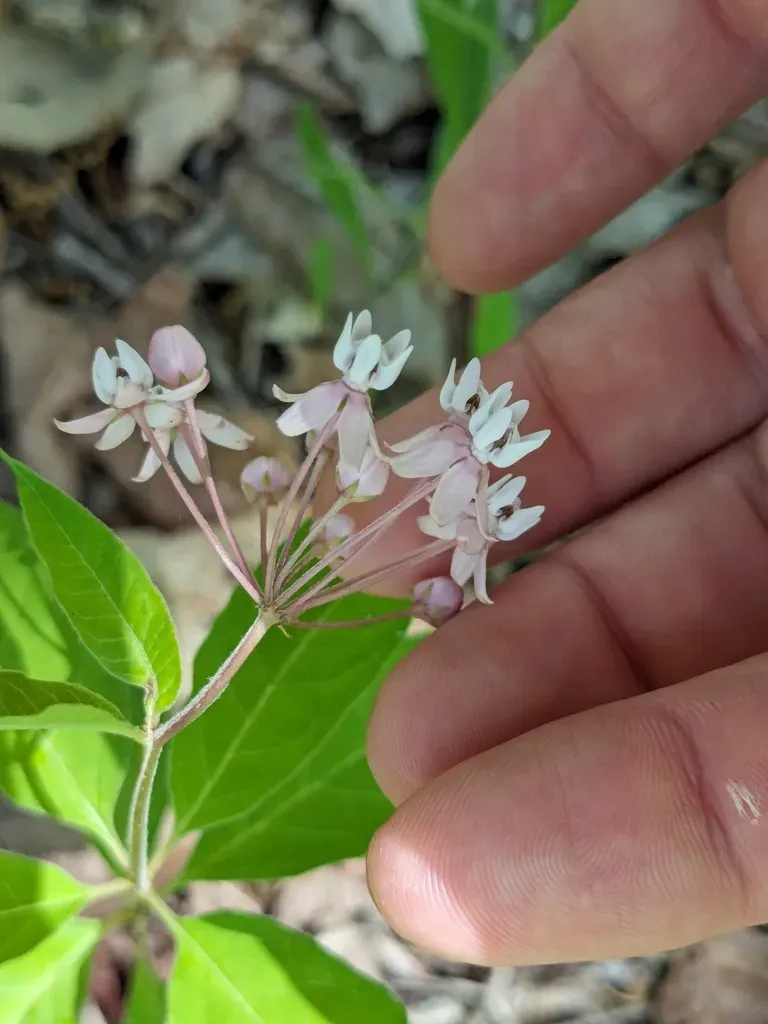 Four-leaved Milkweed