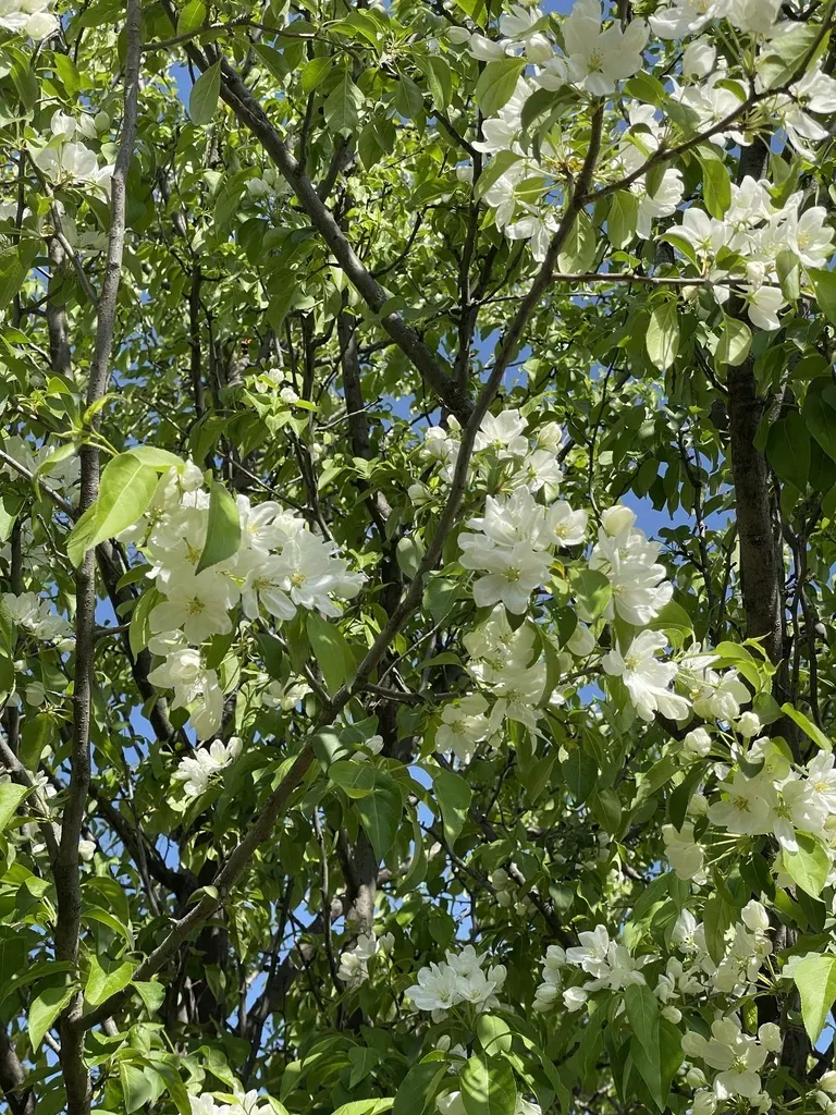 Manchurian Crabapple