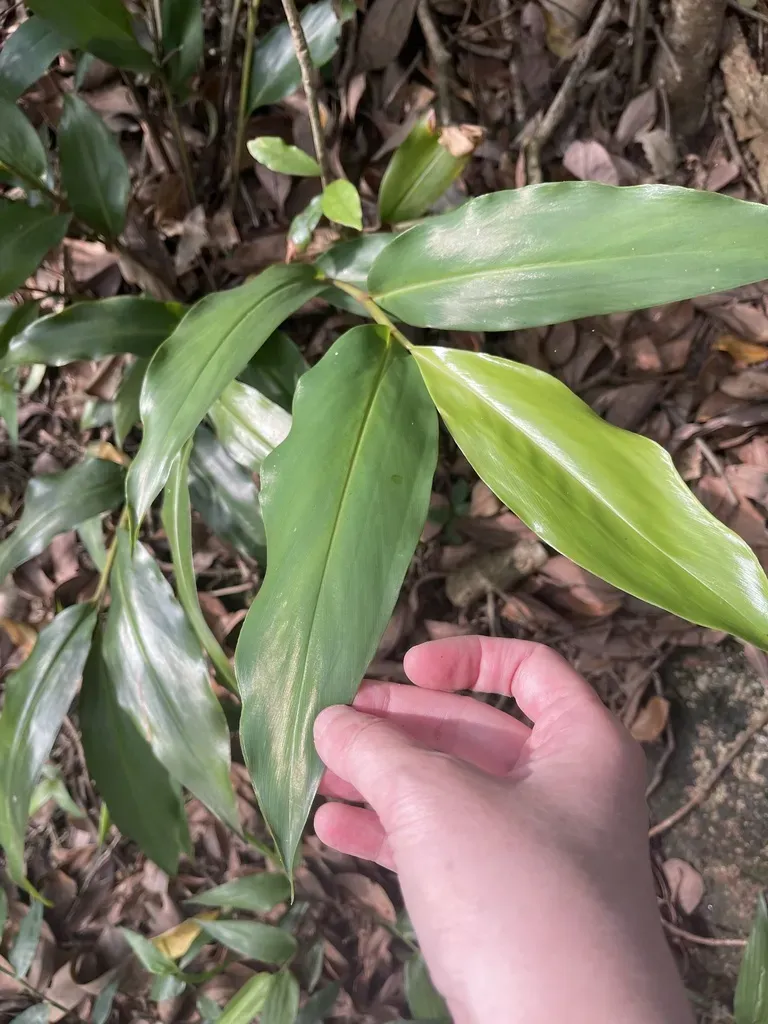 Alpinia Oblongifolia