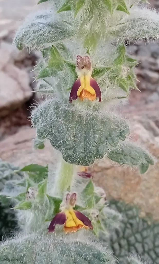 Phlomoides Karatavica