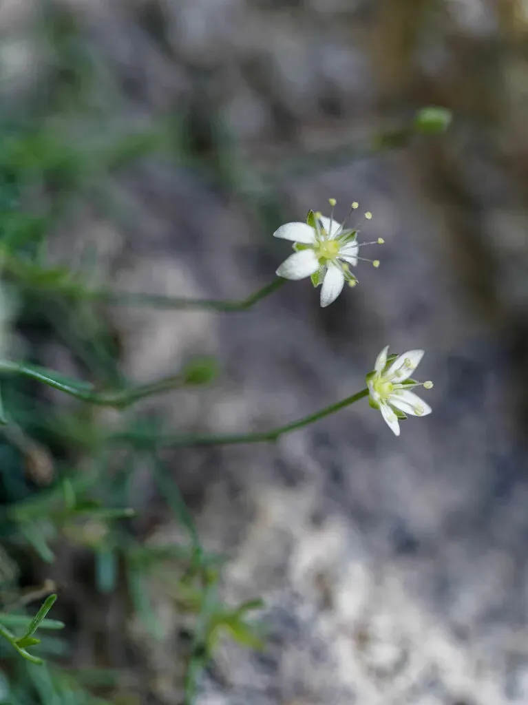Moehringia Glaucovirens