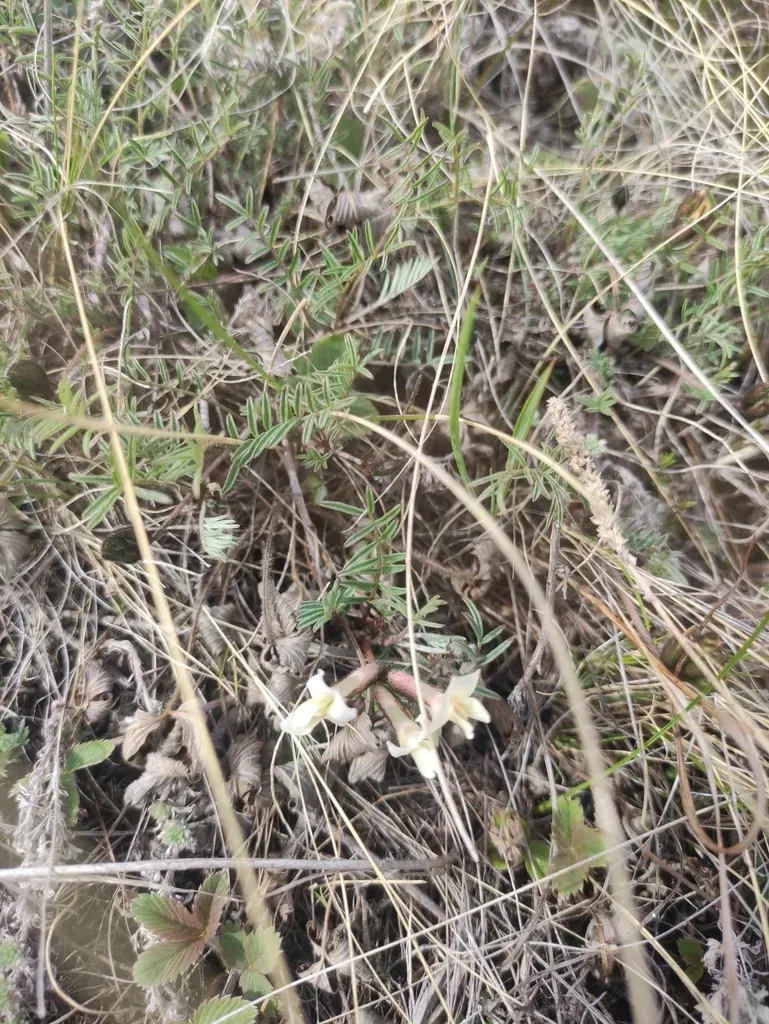 Astragalus Depauperatus