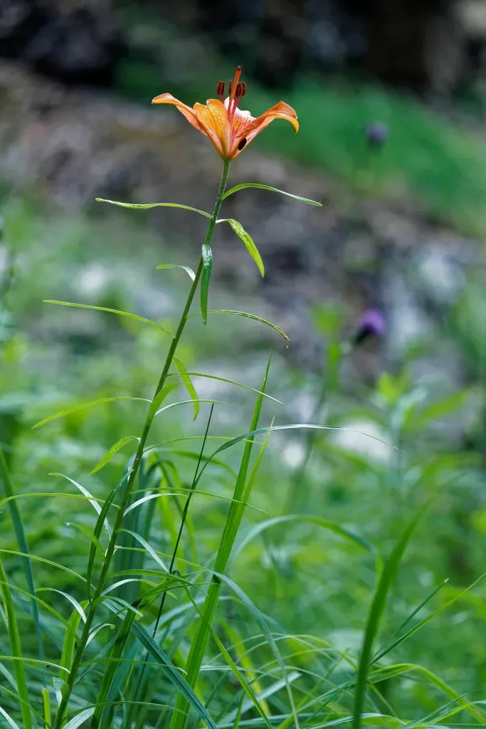 Orange Lily
