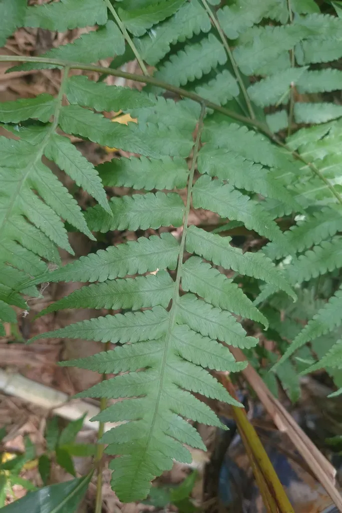 Diplazium Taiwanense