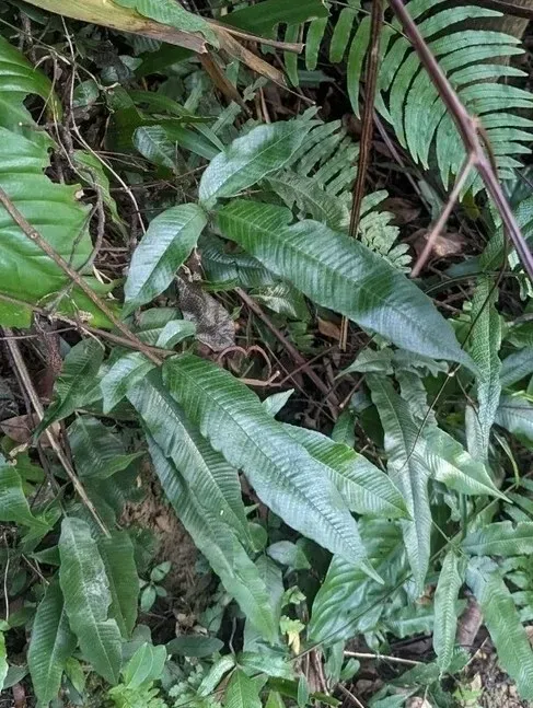 Grypothrix Triphylla