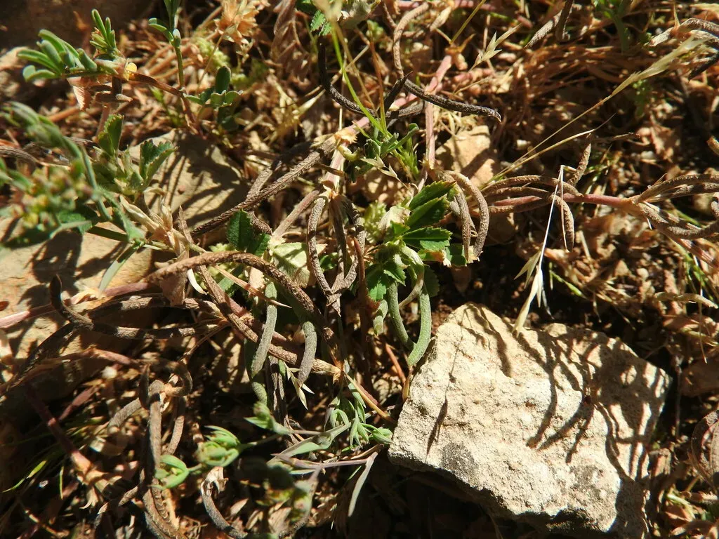 Medicago Polyceratia