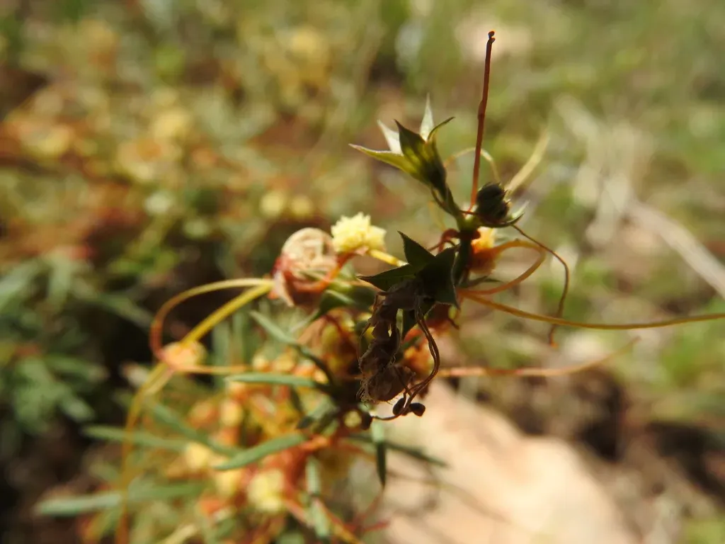 Cuscuta Nivea