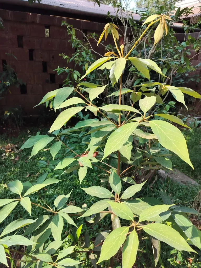 Actinodaphne Hookeri